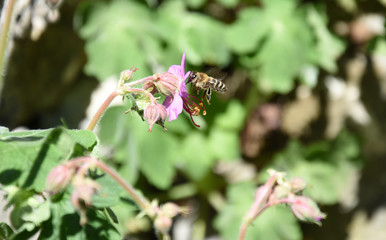 Bee on a flower polinating on a sunny day