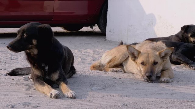 Pack of Homeless Dogs Lie on the Street. Four Guard Dogs on Car Parking
