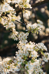 White peach blossom in spring for background or copy space for text. Abstract spring seasonal background with white flowers. 