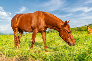 Fototapeta premium Brown horse grazing on alpine pasture.