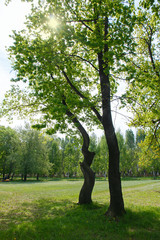 Fototapeta na wymiar two trees in a Park, in a meadow