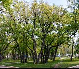 Obraz premium many trees in one place, green Park