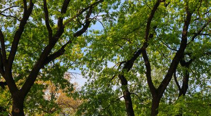 Obraz premium sky through the foliage of green trees