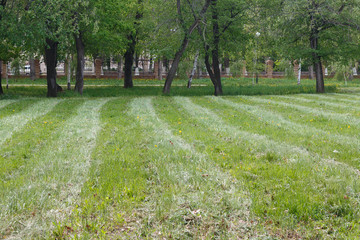 a well-kept field in the city garden, traces of a strip of mown grass