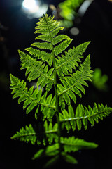 Naklejka na ściany i meble resh green leaves of Paco fern or Vegetable fern (Diplazium Esculentum (Retz.) Sw.)