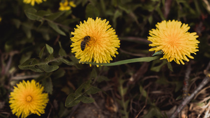 dandelion, yellow flowers, bee on flower, bee running, three yellow flowers, beautiful flowers, spring flowers, flowers in the garden, nature
