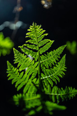 resh green leaves of Paco fern or Vegetable fern (Diplazium Esculentum (Retz.) Sw.)