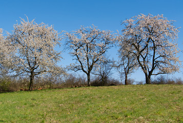 Fototapeta na wymiar pejzaż wiosenny - kwitnący sad