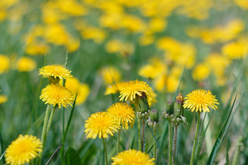 dandelion field close up among green grass.