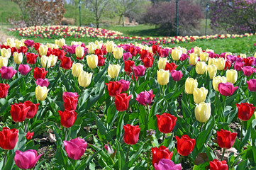 Tulips in Kurpark Oberlaa Vienna spring season
