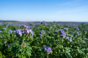 Blue tansy or purple tansy (Phacelia tanacetifolia) flowering on field