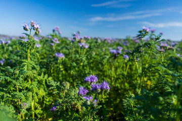 Obraz na płótnie Canvas Blue tansy or purple tansy (Phacelia tanacetifolia) flowering on field
