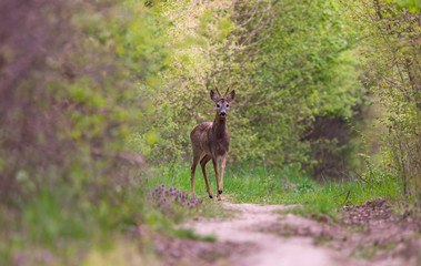 Roe deer in the forest full of flowers