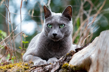 Russisch blau Katze