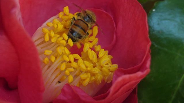 Honey Bee Lands on Pink Flower and Gathers Pollen