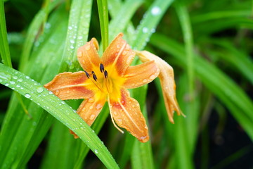 Obraz premium orange lily flower