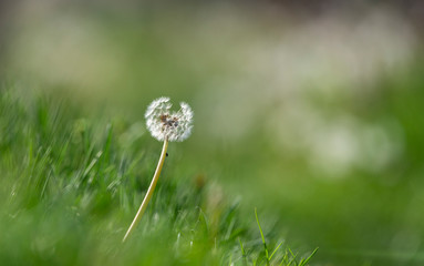 White fluffy dandelions, natural green blurred spring background