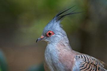 Crested pigeon closeup (Ocyphaps lophotes)