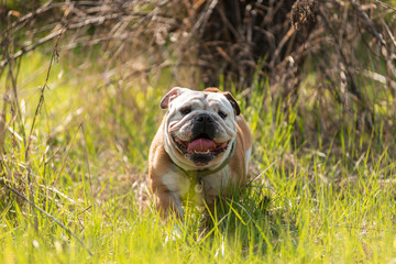 Fototapeta na wymiar english bulldog on green grass