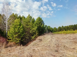 Fototapeta premium a sunny day in a field with a view of trees in a ravine and young green pines against a blue sky