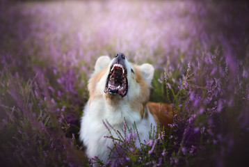 Pembroke Welsh Corgi dog sitting in a blooming heather meadow