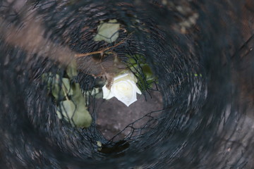 weiße Rose in Maschendraht