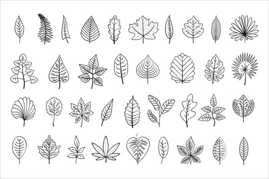 line-art leaves, outline illustration, black linear leaves isolated on white background,  outline leaf, collection of different type leaves for your design