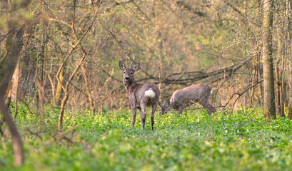 Roe deer in the forest full of flowers