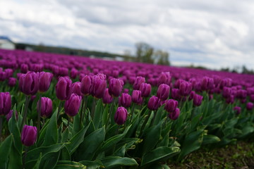 field of purple tulips