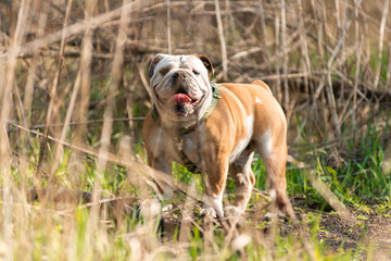 english bulldog on green grass