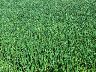 Obraz premium Feld Anbau Aussaat Landwirtschaft