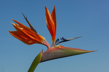 Fototapeta na wymiar Tropical plant Strelitzia reginae commonly called Bird of paradise or Crane flower is floral symbol of Tenerife, Canary Islands, Spain.