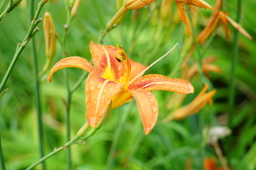 Obraz premium Orange Asiatic Lily