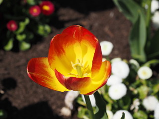 Fototapeta premium Yellow-red tulips