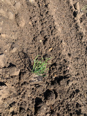 Feld Anbau Aussaat Landwirtschaft