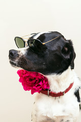 Isolated portrait of a beautiful black and white dog wearing a pink flower and trendy sunglasses in studio with white background