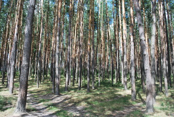 Obraz premium World is beautiful! Semashko Yevgen.