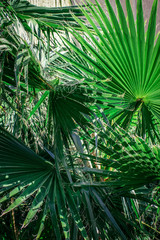 Palm leaves green background vertical