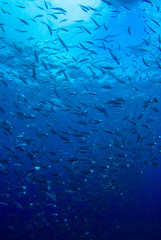 Fototapeta na wymiar A school of small fish shot in the ocean