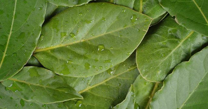 Bay leaf with water drops rotates slowly.