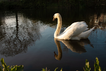 A beautiful white swan swimming in water, evening