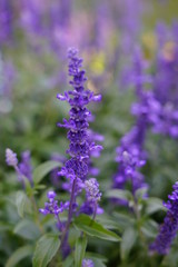 Tall Purple Flowers 