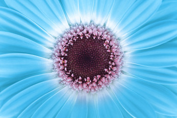 Obraz premium Blue Gerbera flower closeup nature background.