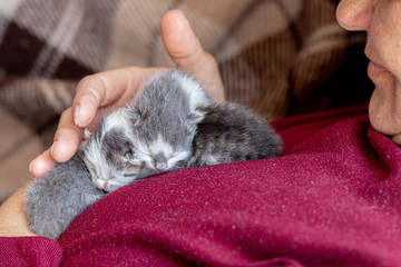 Woman holds on hands and caresses small kittens