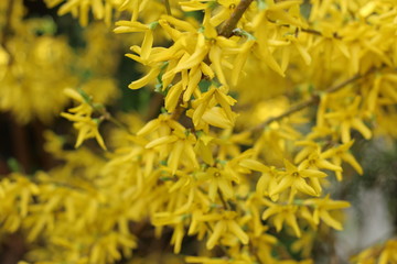  forsycja pośrednia Forsythia × intermedia