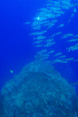 The bow section of a sunken ship with a school of fish swimming by. The vessel was a second world war Japanese ship that was sunk in Chuuk Lagoon during conflict