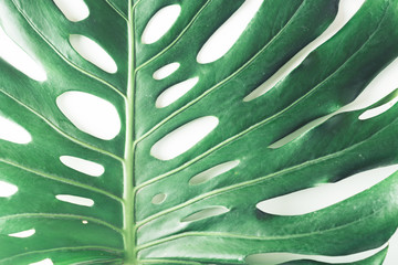Top view of green tropical Monstera deliciosa leaf on white background. Flat lay. Minimal summer...