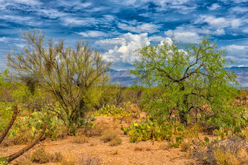 Landscape of large saguaro cactus plants on hillside in Saguaro National Park