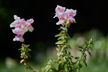 Blooming flower Antirrhinum majus in the garden. Known as common snapdragon or snapdragon. Pink white flower, herbaceous perennial plant, gardening concept.