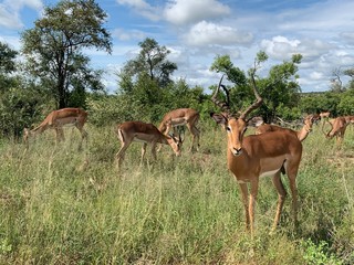 Naklejka na ściany i meble Impala herd in wildlife safari at Kraeger Natural Park in South Africa
